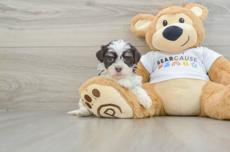 6 week old Havanese Puppy For Sale - Lone Star Pups