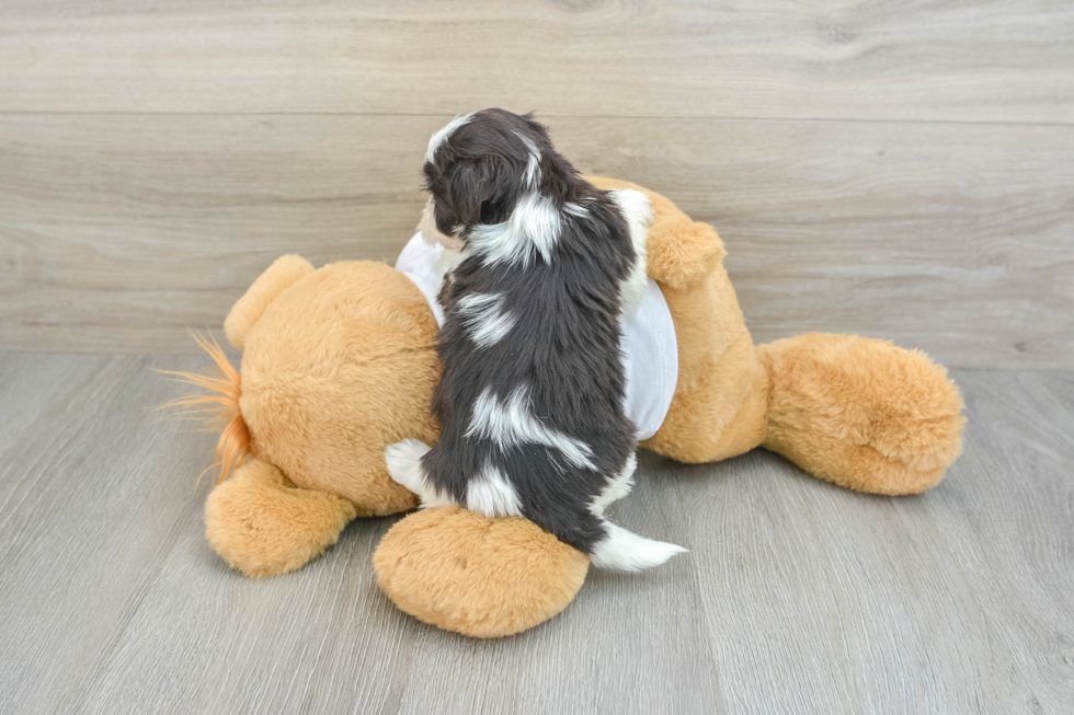 Hypoallergenic Havanese Baby