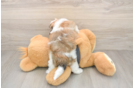 Havanese Pup Being Cute