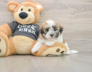 5 week old Havanese Puppy For Sale - Lone Star Pups