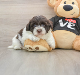 5 week old Havanese Puppy For Sale - Lone Star Pups