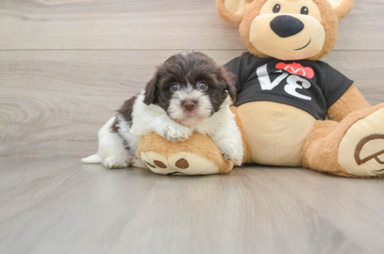 Popular Havanese Purebred Pup