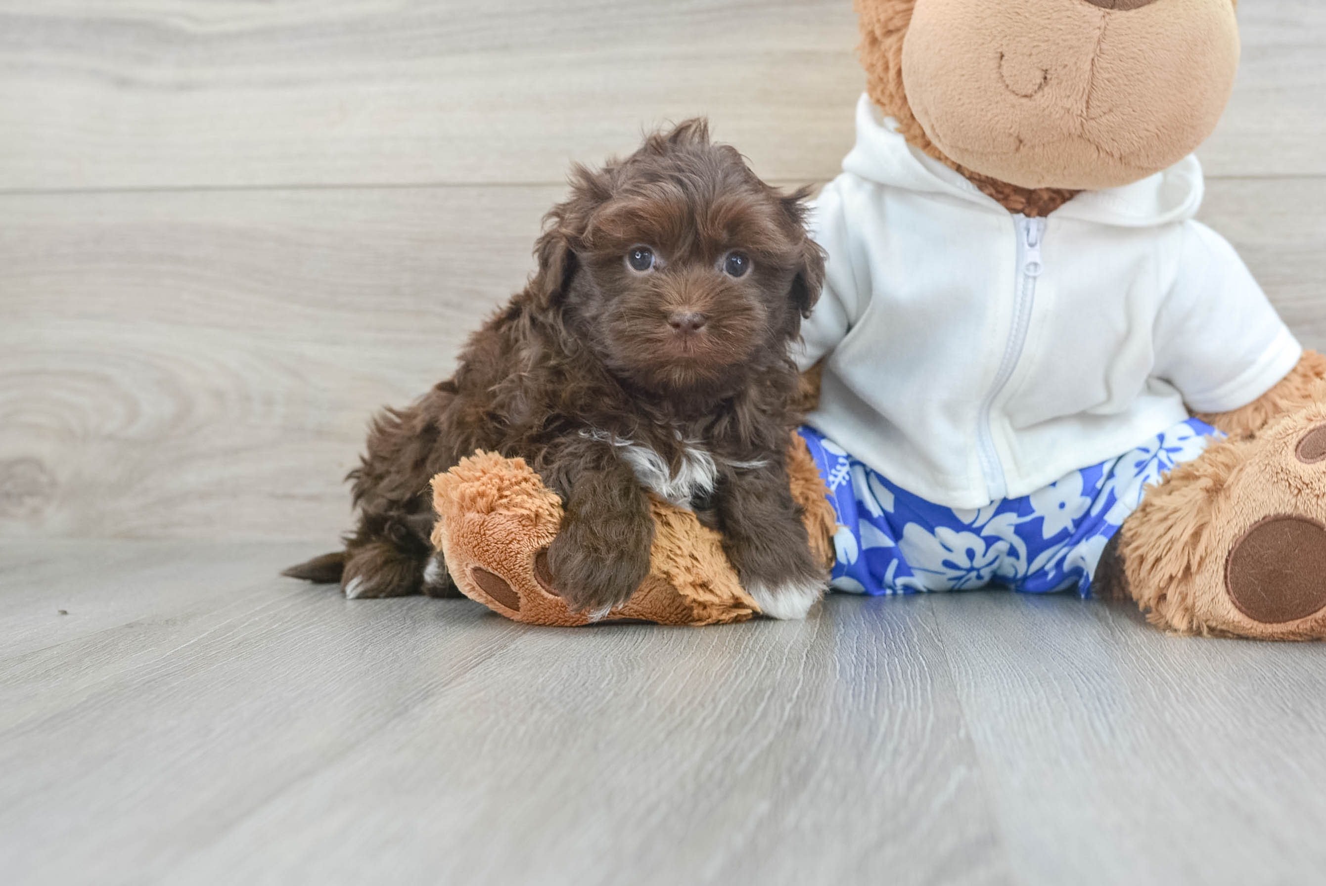 Fluffy Havanese Purebred Puppy