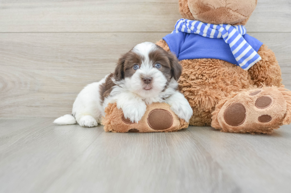 6 week old Havanese Puppy For Sale - Lone Star Pups