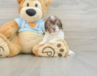 6 week old Havanese Puppy For Sale - Lone Star Pups