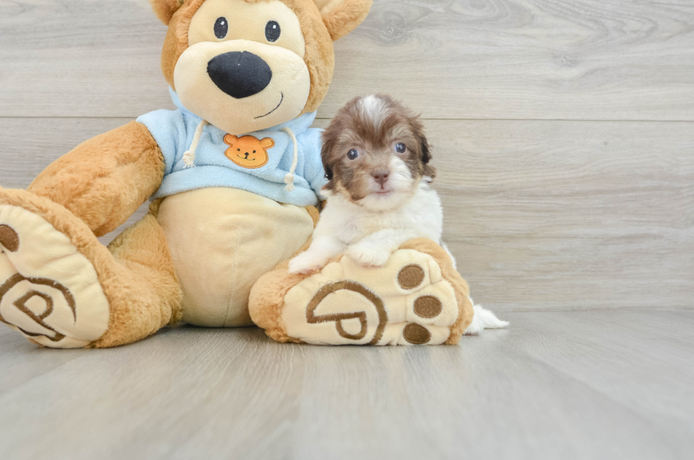 6 week old Havanese Puppy For Sale - Lone Star Pups