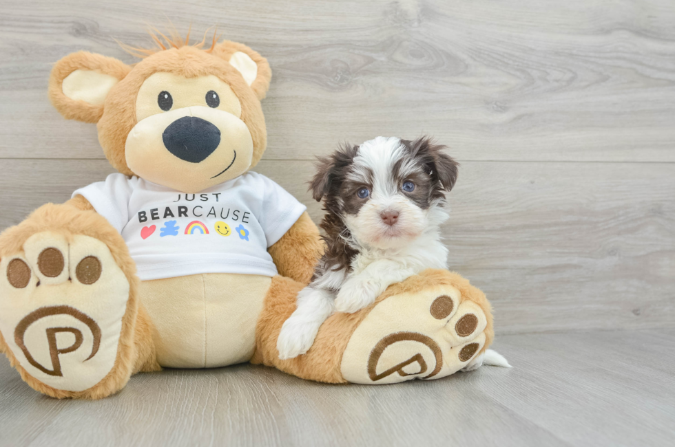 6 week old Havanese Puppy For Sale - Lone Star Pups