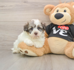 5 week old Havanese Puppy For Sale - Lone Star Pups