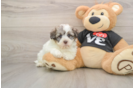 Hypoallergenic Havanese Purebred Pup