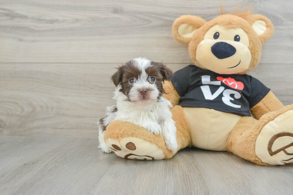 Havanese Pup Being Cute