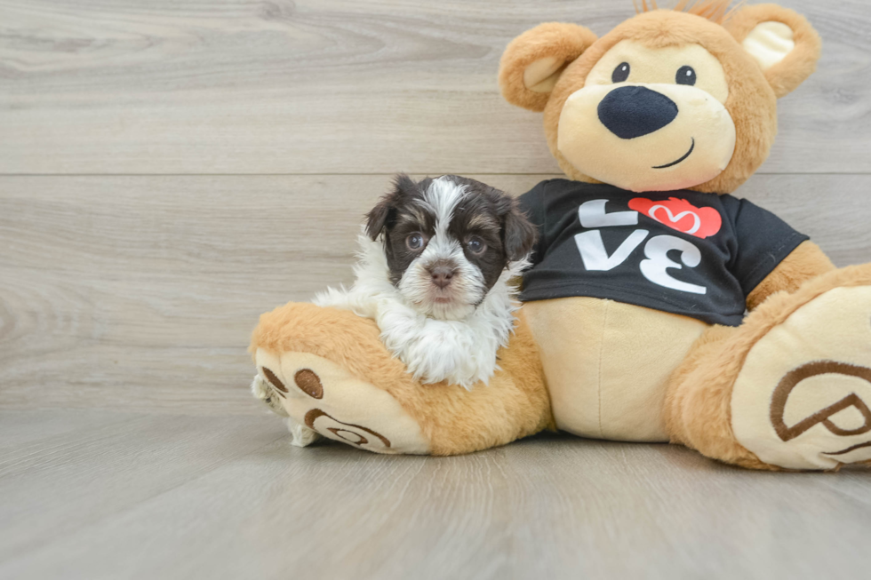 Havanese Puppy for Adoption