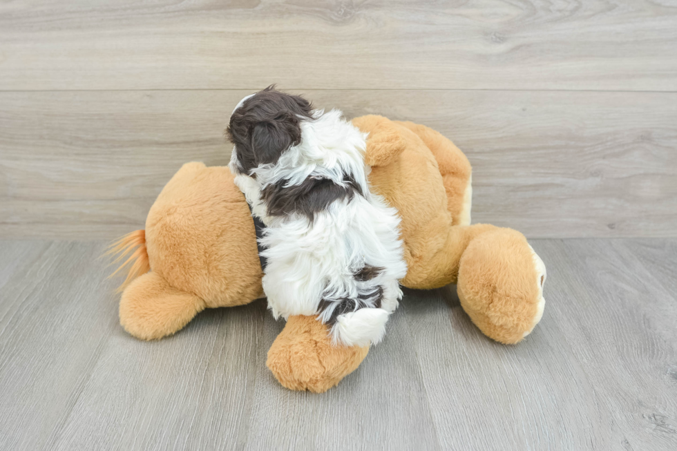 Havanese Pup Being Cute