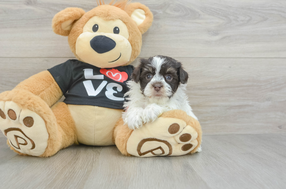 5 week old Havanese Puppy For Sale - Lone Star Pups