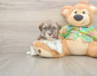 6 week old Havanese Puppy For Sale - Lone Star Pups