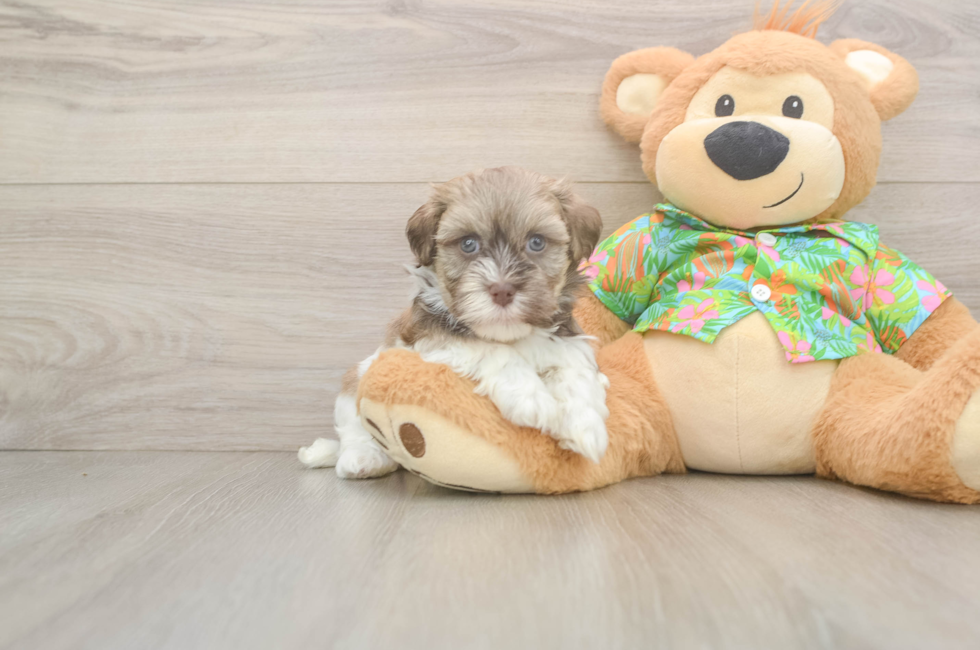 5 week old Havanese Puppy For Sale - Lone Star Pups