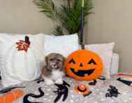 9 week old Havanese Puppy For Sale - Lone Star Pups