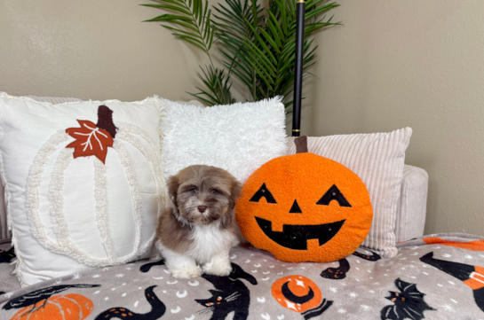 Best Havanese Baby