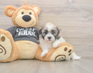 6 week old Havanese Puppy For Sale - Lone Star Pups