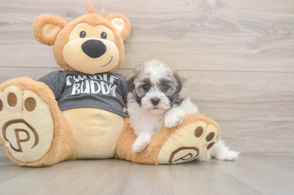 5 week old Havanese Puppy For Sale - Lone Star Pups