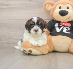 6 week old Havanese Puppy For Sale - Lone Star Pups