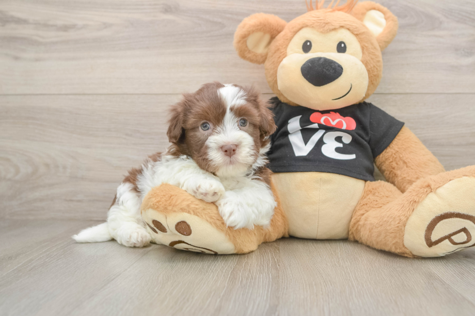 Little Havanese Baby