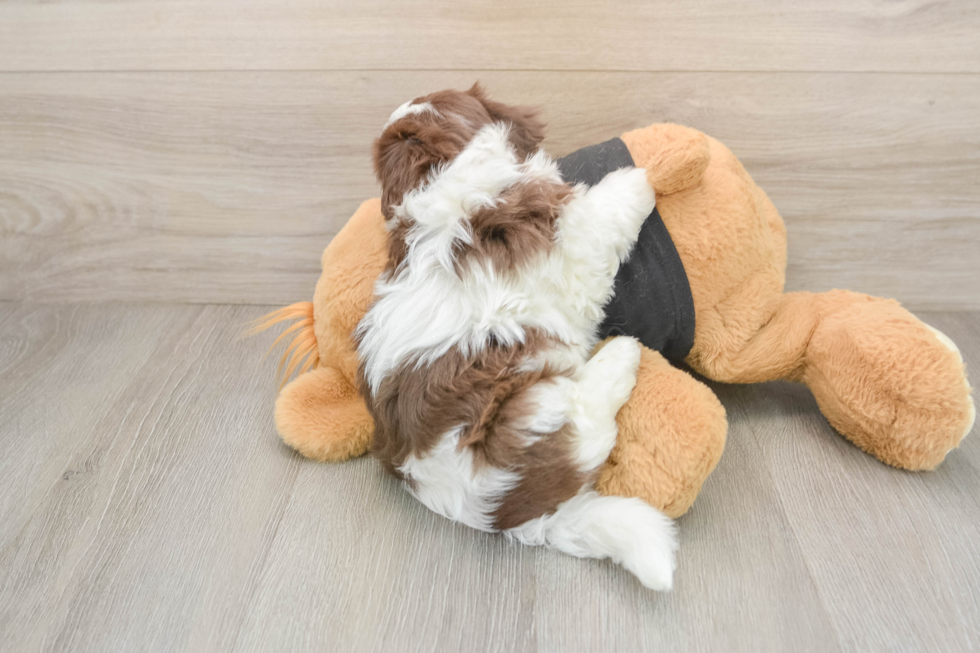 Havanese Pup Being Cute