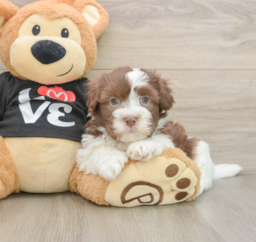5 week old Havanese Puppy For Sale - Lone Star Pups