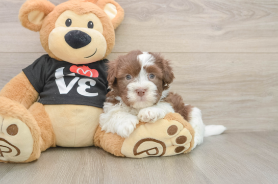 BEAN, a Havanese littermate