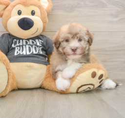 5 week old Havanese Puppy For Sale - Lone Star Pups
