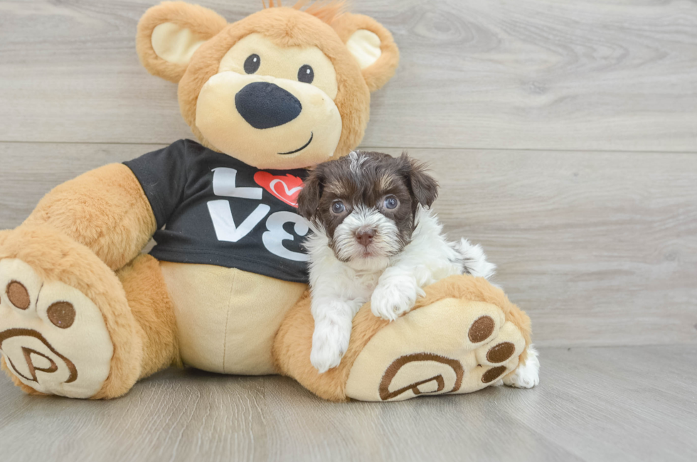 5 week old Havanese Puppy For Sale - Lone Star Pups