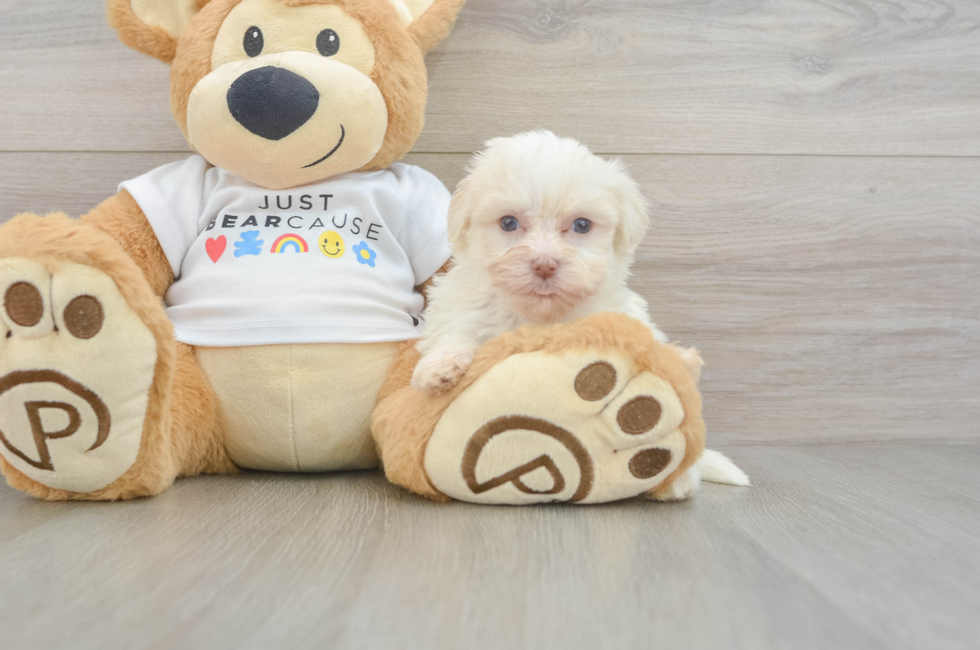 6 week old Havanese Puppy For Sale - Lone Star Pups