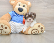 5 week old Havanese Puppy For Sale - Lone Star Pups