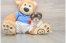 Fluffy Bichon Havanes Purebred Puppy