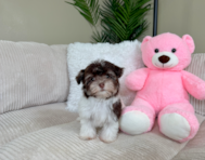 9 week old Havanese Puppy For Sale - Lone Star Pups