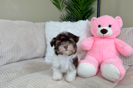 Cute Havanese Purebred Pup