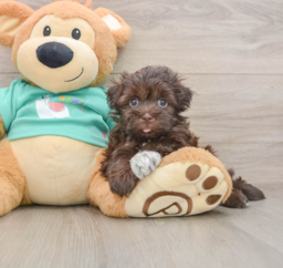 6 week old Havanese Puppy For Sale - Lone Star Pups