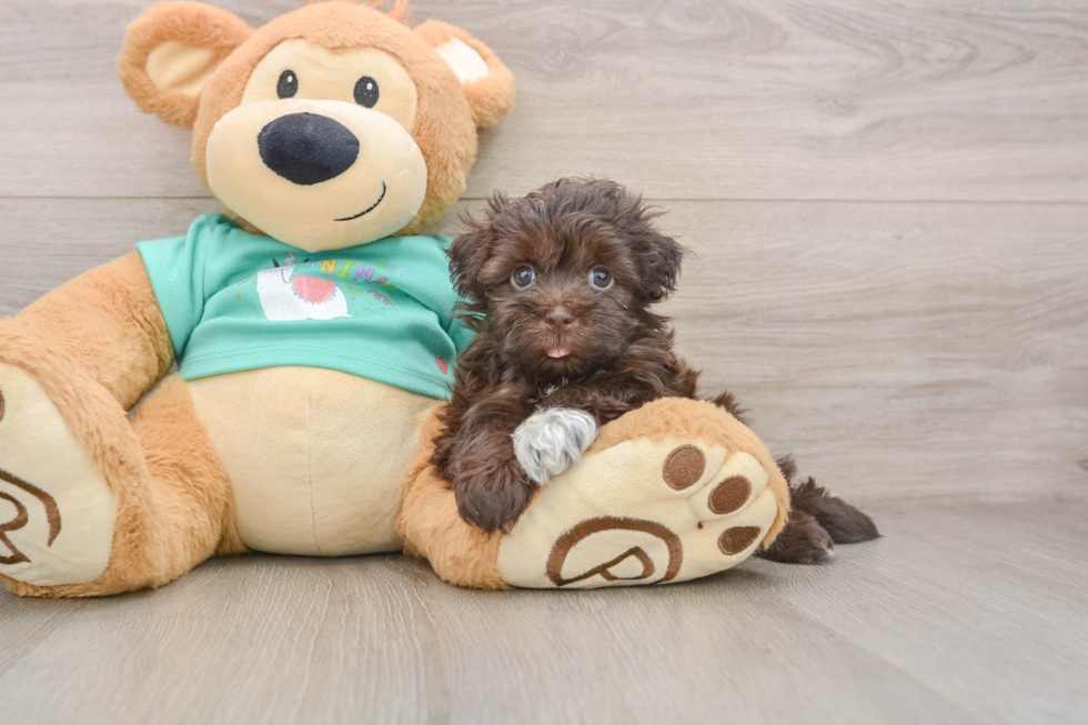 Funny Havanese Purebred Pup