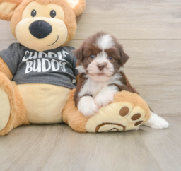 5 week old Havanese Puppy For Sale - Lone Star Pups