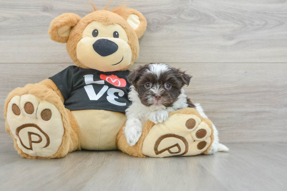 7 week old Havanese Puppy For Sale - Lone Star Pups