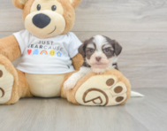 8 week old Havanese Puppy For Sale - Lone Star Pups