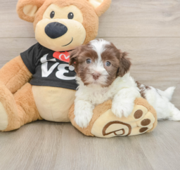 5 week old Havanese Puppy For Sale - Lone Star Pups