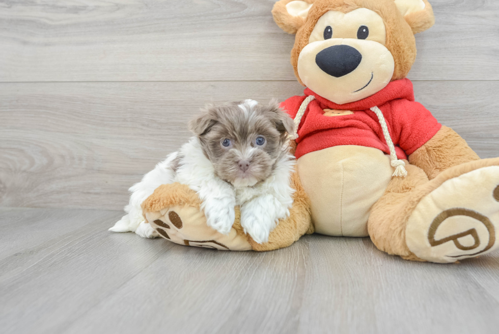 Energetic Havanese Purebred Puppy