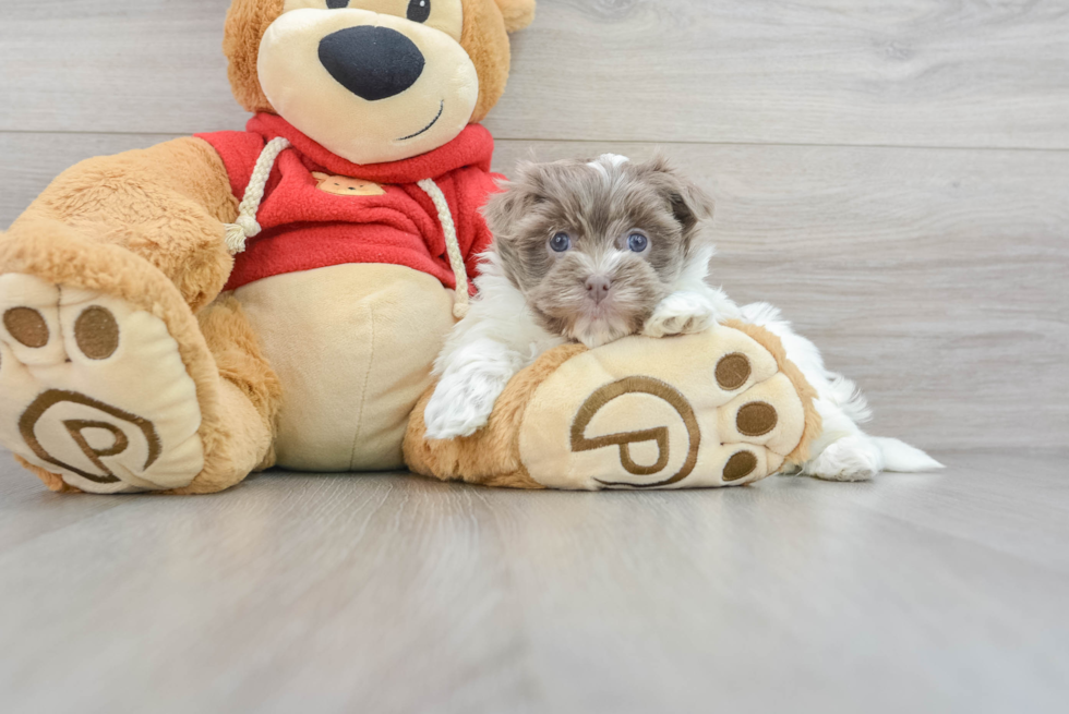 Adorable Havanese Purebred Puppy