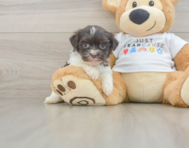 8 week old Havanese Puppy For Sale - Lone Star Pups