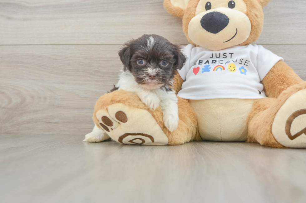 6 week old Havanese Puppy For Sale - Lone Star Pups