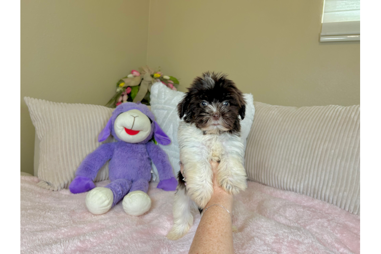 Cute Bichon Habanero Purebred Puppy