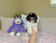9 week old Havanese Puppy For Sale - Lone Star Pups