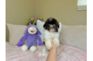 Cute Bichon Habanero Purebred Puppy