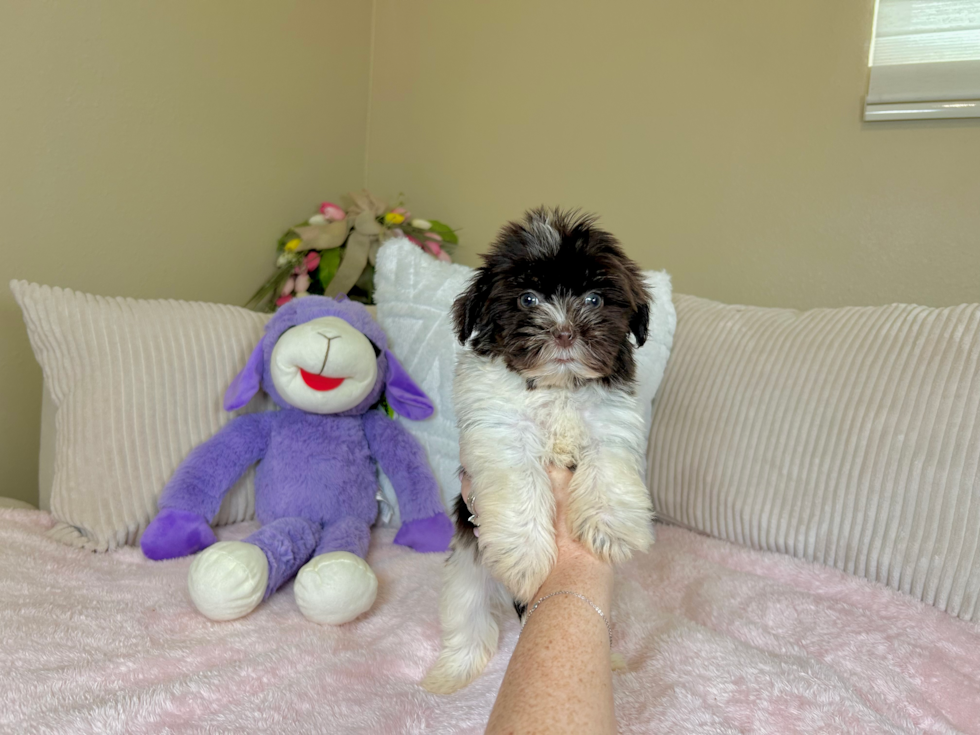 Cute Bichon Habanero Purebred Puppy