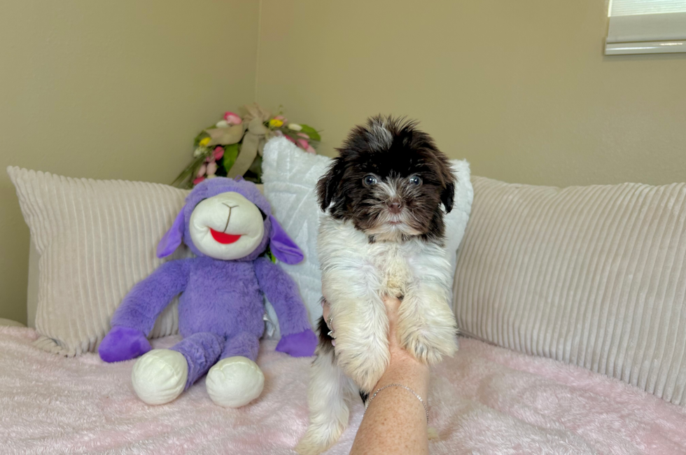 9 week old Havanese Puppy For Sale - Lone Star Pups